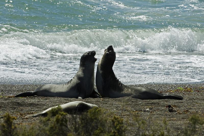 20071209 103613 D2X 4200x2800.jpg - Sea Lions, Puerto Madryn